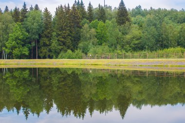 Gölde yansıyan orman