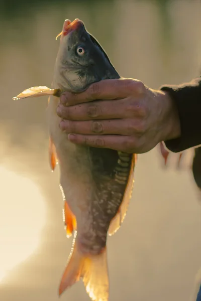 Karp fisk i mänskliga händer — Stockfoto