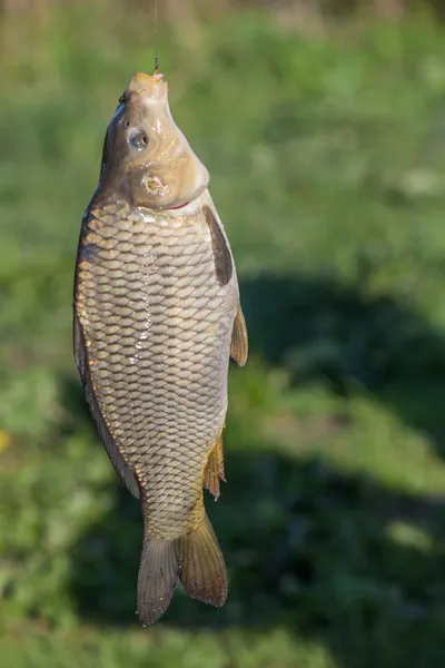 Carpa de peixe no gancho — Fotografia de Stock