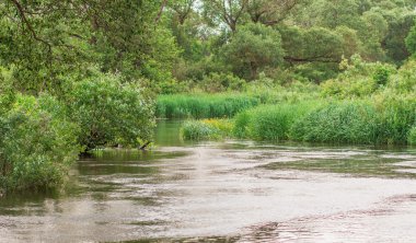Ormanın derinliklerinde akan dar Nehri