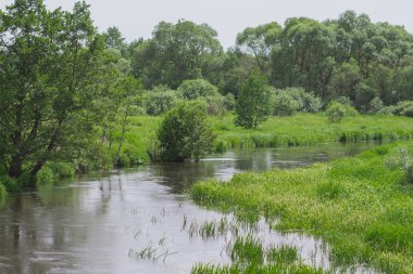 Ormanın derinliklerinde akan dar Nehri
