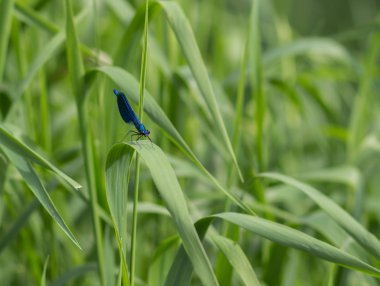 Yusufçuk çimlerin üzerinde oturuyor.