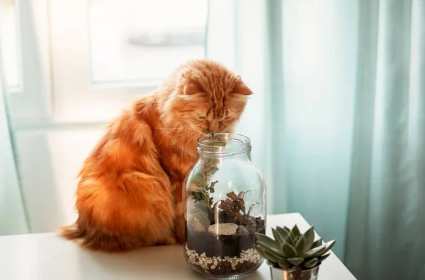 Fluffy Red Cat Interested House Plants — Stock Photo, Image