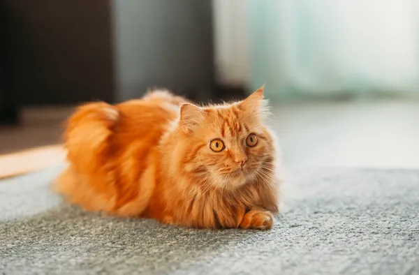 Gato Fofo Vermelho Está Tapete Azul — Fotografia de Stock