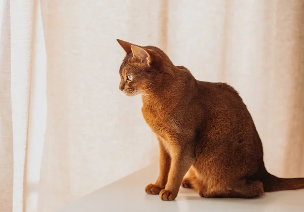 Πορτραίτο Μιας Γάτας Αβησσυνίας Ελαφρύ Φόντο — Φωτογραφία Αρχείου