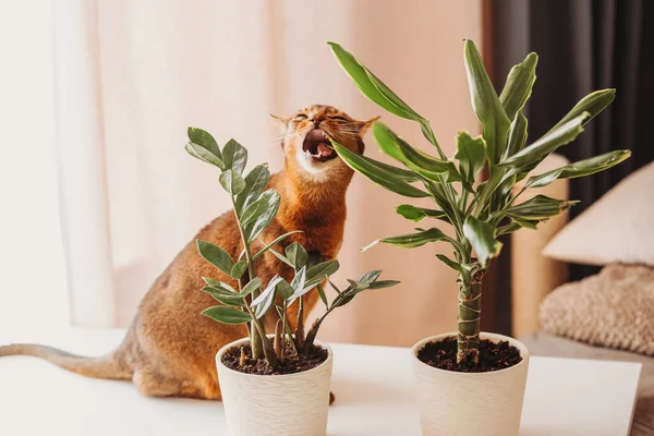 Kočka Kytky Domácí Kočka Okusující Zelenou Rostlinu Royalty Free Stock Obrázky