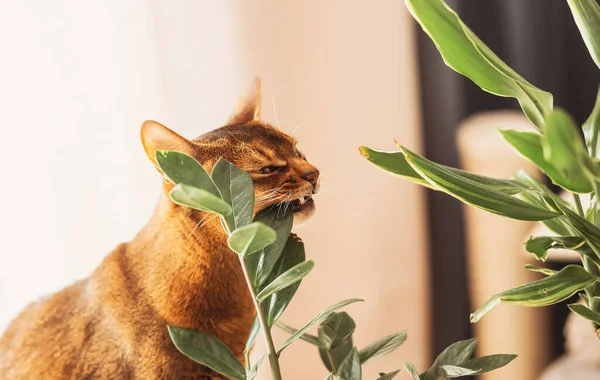 Αβυσσινιανή Γάτα Τρώει Φυτό Κατοικίδια Γάτα Τσιμπήματα Πράσινο — Φωτογραφία Αρχείου