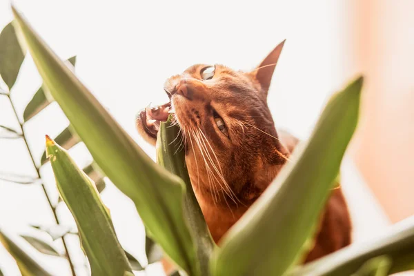 Αβυσσινιανή Γάτα Τρώει Φυτό Κατοικίδια Γάτα Τσιμπήματα Πράσινο — Φωτογραφία Αρχείου