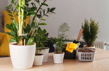  Bitkilerin nakli ve bakımı için bir set, kapalı alanda bitki nakli.