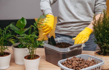 Çiçekleri yeni bir çömleğe nakletmek için ev işleri. Genç bir kız parlak bir dairede çiçeklerle meşgul. Bölüm 2