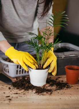 Çiçekleri yeni bir çömleğe nakletmek için ev işleri. Genç bir kız parlak bir dairede çiçeklerle meşgul..