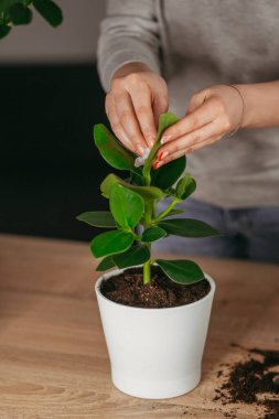 Evdeki bitkilerle ilgilenen insanlar. İlgi çekici hobi. Dikey