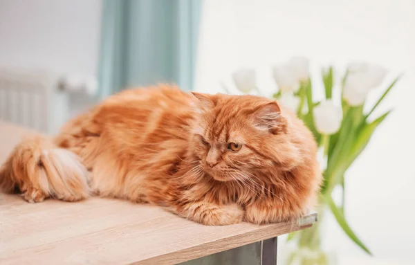 Cute Red Kat Sits Windowsill Background Green Plants Looks Carefully — Stock Photo, Image