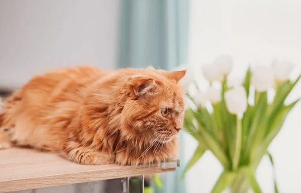 Cute Red Kat Sits Windowsill Background Green Plants Looks Carefully — Stock Photo, Image