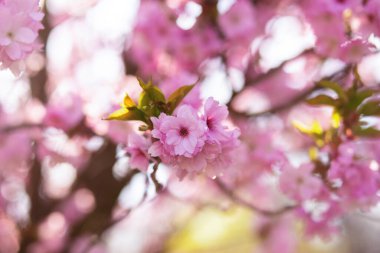 Muhteşem pembe çiçekler güzel sakura, kapalı kiraz çiçekleri mavi gökyüzü ile bahar zamanı botanik bahçesinde bulanık arka plan. 