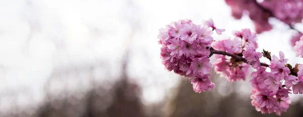 五彩缤纷的粉红色花朵 美丽的樱花 在春天的植物园里 把樱花与蓝天紧紧地粘在一起 模糊了它的背景 — 图库照片