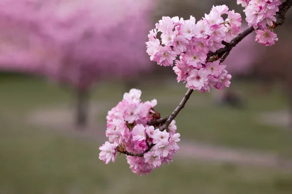 五彩缤纷的粉红色花朵 美丽的樱花 在春天的植物园里 把樱花与蓝天紧紧地粘在一起 模糊了它的背景 — 图库照片