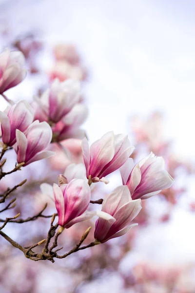 盛开的木兰花在春天的背景上 春天的时候 垂直方向 — 图库照片