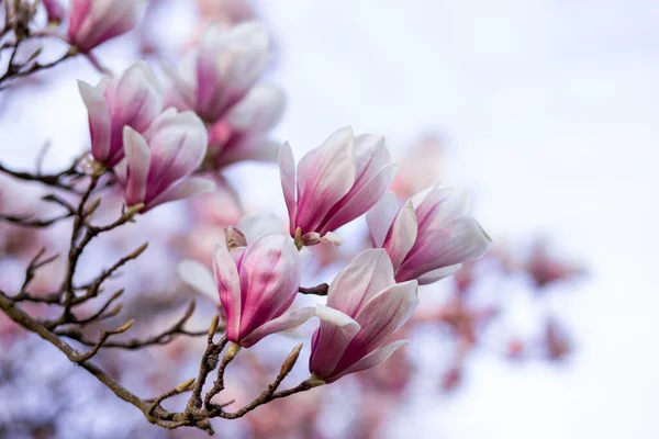 春光明媚的玉兰花在春光明媚的背景上 春光明媚的时候 — 图库照片