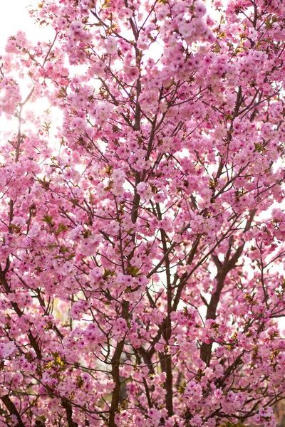 五彩缤纷的粉红色花朵 美丽的樱花 在春天的植物园里 把樱花与蓝天紧紧地粘在一起 模糊了它的背景 垂直方向 — 图库照片