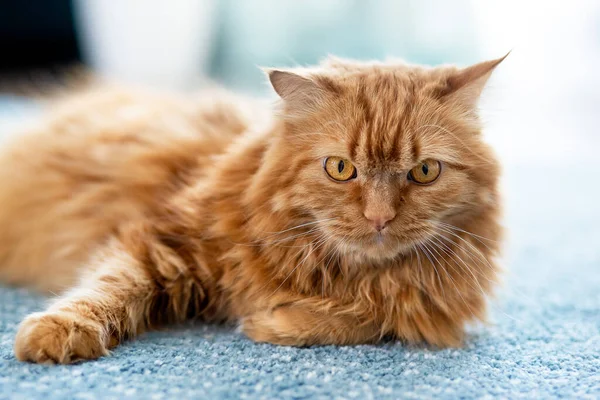 Μια Μεγάλη Χνουδωτή Κόκκινη Γάτα Βρίσκεται Όμορφα Στο Πάτωμα Στο — Φωτογραφία Αρχείου