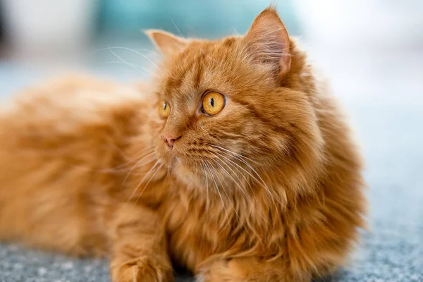 Grande Gato Vermelho Fofo Encontra Lindamente Chão Interior Apartamento Olha — Fotografia de Stock