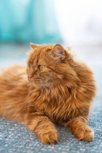 Large Fluffy Red Cat Lies Beautifully Floor Interior Apartment Looks — Stock Photo, Image