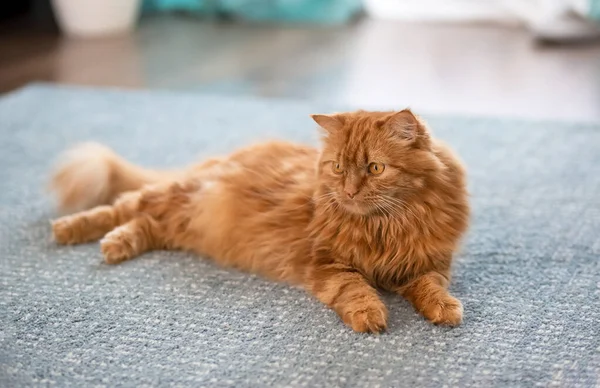 Large Fluffy Red Cat Lies Beautifully Floor Interior Apartment Looks — Zdjęcie stockowe