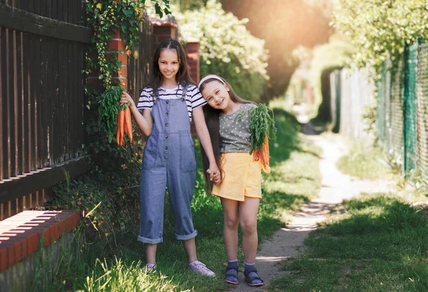 Dwa Uśmiechnięte Małe Dziewczynki Ogrodzie Trzyma Kilka Świeżych Marchewek Zdjęcie Stockowe