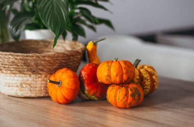 Sonbahar hasadı rengarenk kabaklar ve farklı türde balkabakları. Ahşap arkaplan