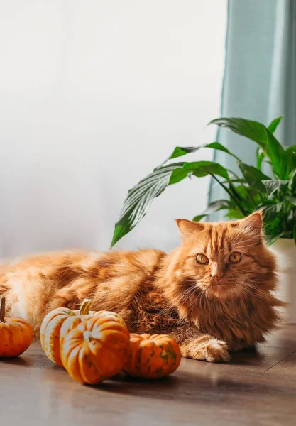 Red Cat Orange Pumpkins Halloween Party Concept — Stock Photo, Image