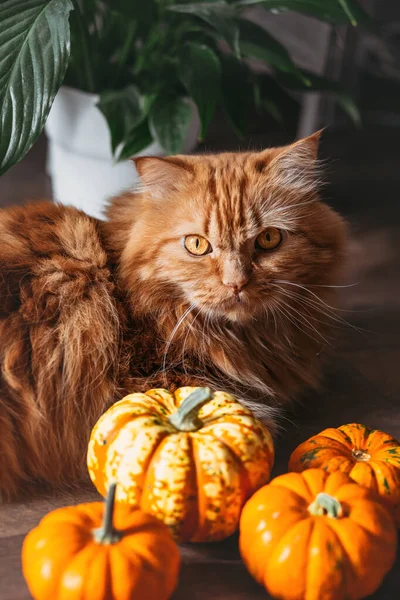 Red Cat Orange Pumpkins Halloween Party Concept — Stock Photo, Image