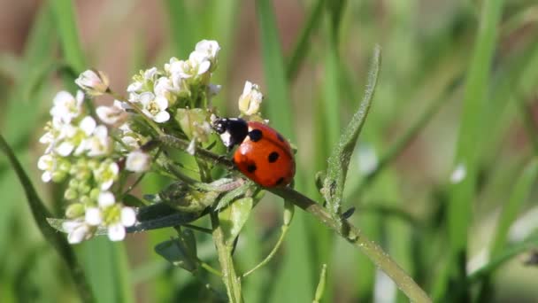 Ladybug Klimmen Een Witte Bloem Een Zomerse Dag — Stockvideo