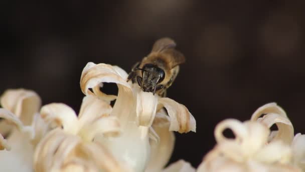 Bin Som Samlar Pollen Från Vit Blomma Sommardag — Stockvideo
