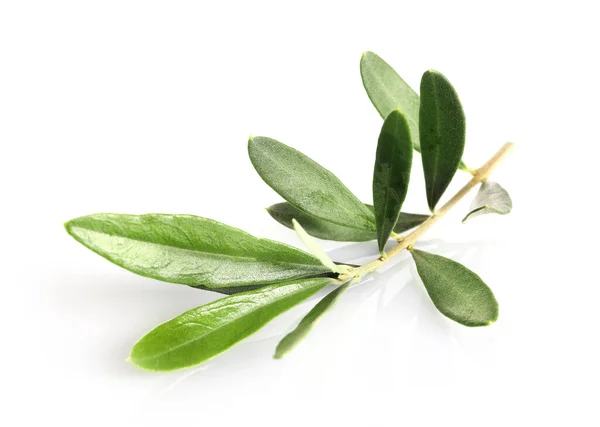 Branche Verte Olive Isolée Sur Fond Blanc Symbole Paix — Photo
