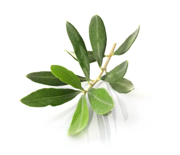 Branche Verte Olive Isolée Sur Fond Blanc Symbole Paix — Photo
