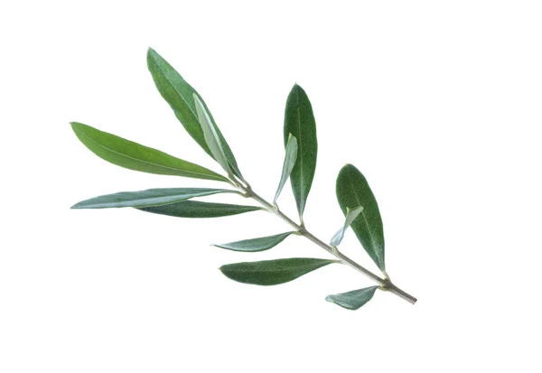 Оливково Зеленая Ветвь Изолирована Белом Фоне Символ Мира — стоковое фото