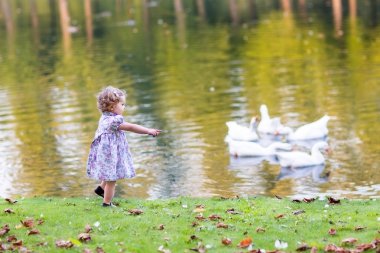 yaban kazları sonbahar bir parkta takip bebek kız