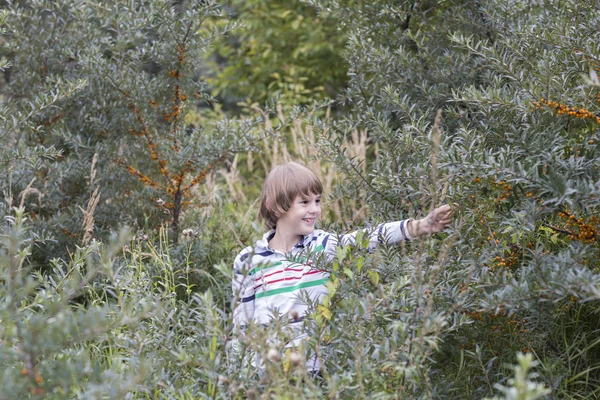 Little boy picking berries — Stock Photo, Image