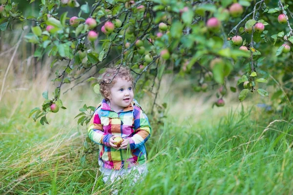 Baby flicka vandrar i en apple-trädgård — Stockfoto