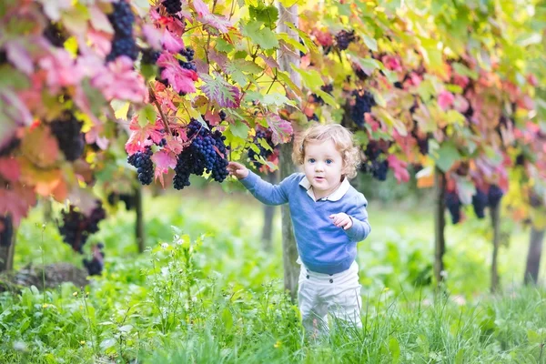 Baby girl picking fresh ripe grapes — Stock Photo, Image