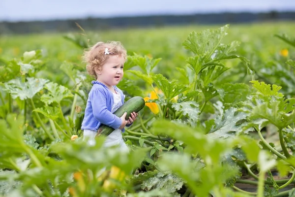 走在一个西葫芦字段在一个农场里的宝贝女儿 — 图库照片