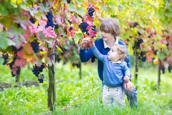 Schattige gelukkige jongen en zijn zus van de schattige baby samen verse druiven plukken — Stockfoto