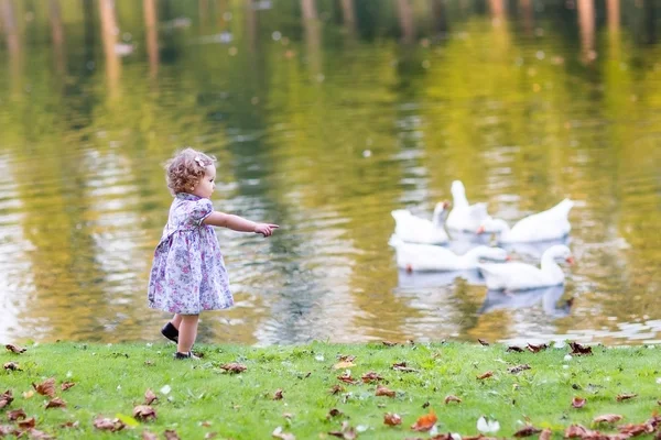 Baby flicka jaga vildgäss i en park på hösten — Stockfoto