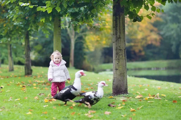 Little baby girl playing with wild ducks in a park — Stock Photo, Image