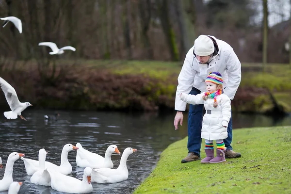 Padre y su hija pequeña alimentando gansos blancos — Foto de Stock