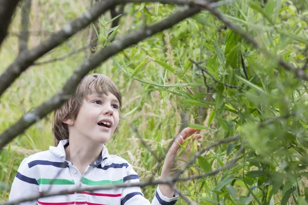 緑エンドウ豆を収穫する少年 — ストック写真