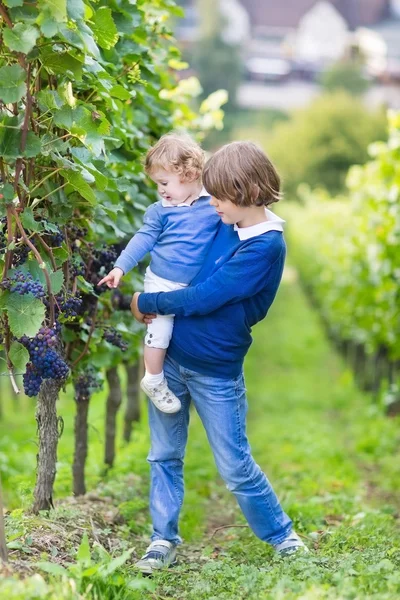 Lindo niño feliz y su adorable hermana bebé recogiendo uvas frescas juntos — Foto de Stock