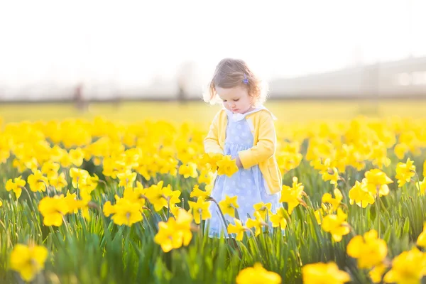 Menina jogando em um campo de flores amarelo narciso — Fotografia de Stock