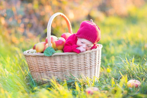 Bebé recién nacido en canasta grande con manzanas —  Fotos de Stock